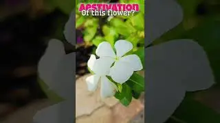 What is the Aestivation of this flower? #myaimpratikshayadav #biology #neet