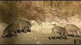 Herd of Indian Wild Boar grazing by a waterhole in Bandhavgarh National Park