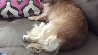 Fluff Butt