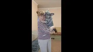 БЕЛЛА С МАМОЙ ОПЯТЬ ДРЕССИРУЮТСЯ КТО КОГО НЕ ПОНЯТНО