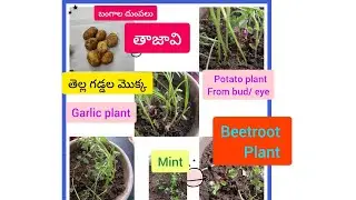 Fresh potatos, potato plant , beetroot plant,garlic plant ,mint plant
