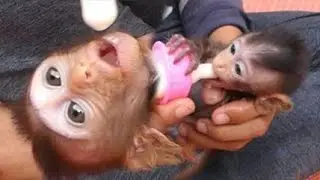 Cute Baby Monkey Drinking Milk With Big Milk Bottle |  Good Health Cola Sleep Milk baby Cola