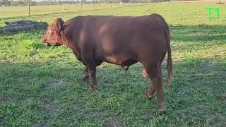 Redlink T1 at 32 months walking estimated 800kg