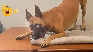 Unbelievable! 😱 FUNNY DOGS 2026 &ndash; The Best Dog Fails and Goofy Moments Ever 🤪🐶 #22
