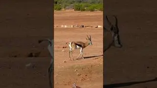 Desert antelope prancing in a semi arid region #shorts #wildlife