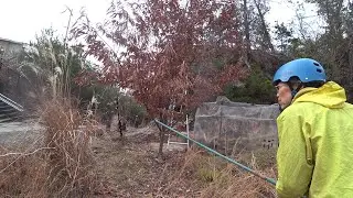 Nature Wonderland; finishing the decoration of the tree and fixing a solar panel 20250202