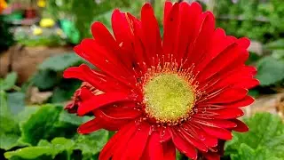 Che Shanti garden tour 🌼🌻🌹| Manipuri vlog