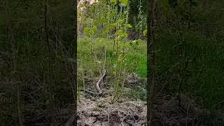 Indianspectacledcobra release | kariya naag | snake rescue #ytshorts #cobra  #animalrescue