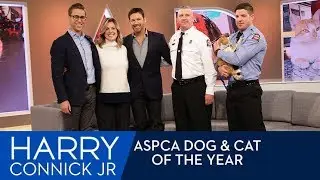 Harry Meets the ASPCA Cat of the Year: Flame