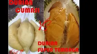 DURIAN CUMASI VS DURIAN SUPER TEMBAGA BANGKA Part II