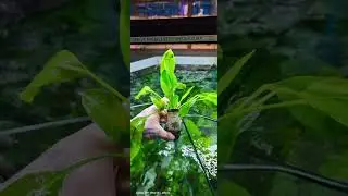 Aquafleur Live plants... MASSIVE range available