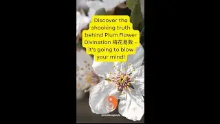 Plum Flower Divination Exposed: The Ancient Secret No One Wants You to Know!