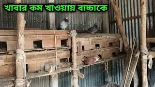 কবুতরের বাচ্চা খাবার বেশি করে খাওয়ানোর চেষ্টা