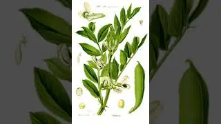 Broad Bean | Wikipedia audio article