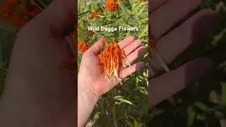What to do with Wild Dagga