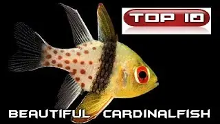 Top 10 Pesci Cardinali (marini) 🐠