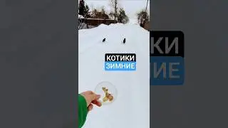 Зима, котейки на снегу! #котики #пушистики