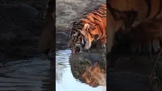 Orange Bengal Tiger drinking water from pond #nature #wildlife #tiger #wildcat #beautiful HA20722