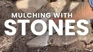 Mulching Tree with STONES in Arid Zones - Mountain Life
