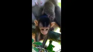 So Cuties adorable Baby Monkey Brady Really Sweeties and strong baby want to come down a lone