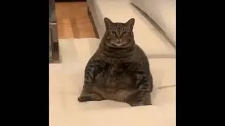 CHONK - Funny Chonky Cats Compilation #chonk #chunkycat