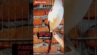 PANCINGAN CENDET ANTI GAGAL #mastercendet #pancingancendet #cendetgacor #masterancendet