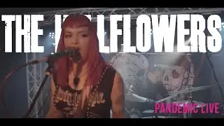 The Hellflowers - Pandemic Live Performance