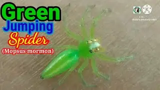 GREEN JUMPING SPIDER/ Mopsus mormon