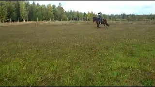 Kalthus hia-hia, dressyr