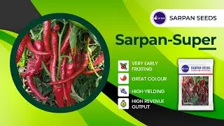 Sarpan Super Byadagi chilli Seeds No.1 Crop