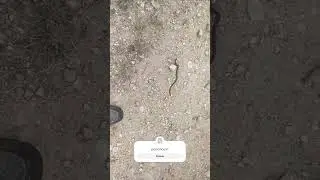 #sandsnake