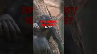 Top 3 Smartest Animals on Earth! 🧠 #smartestanimals #mindblowingfacts #animalintelligence