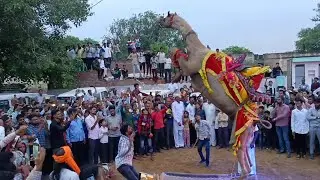 परसनेऊ धाम मैले में किया ऊंट ने जबरदस्त नृत्य | राजस्थानी ऊंट नृत्य | camel 🐪 dance |