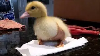 4 days old duck's diaper made out of pantyhose