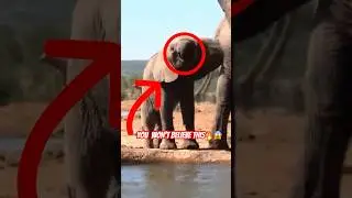 Could This Elephant Behavior Reveal Something Deeper? 🐘🧠