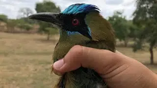 The whooping motmot!