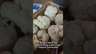 Atlanta Mushroom Festival | the best mushroom festival in Atlanta USA 2023
