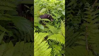 Animal planet / too cute!!/ #shorts #ytshorts #viral #youtube #pig #youtubeshorts #trending #short