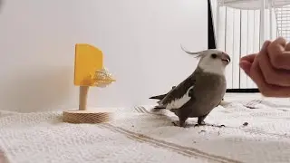 White Faced Cockatiel Plays Basketball || ViralHog