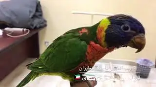 طيور | طريقة تعليم الطيور لطيران اليك