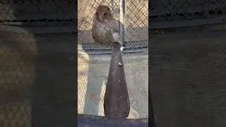 Smart Monkey 🐒