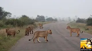 Searching For Casper The White Lion - Early Morning Drive Surprise
