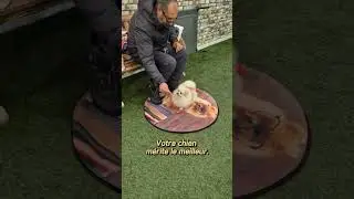 Cette m&eacute;thode douce transforme les mauvais comportements de TOUS les chiens 🐕 | R&eacute;sultats garantis