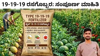 19:19:19 NPK fertilizer benefits in Kannada / 19:19:19: fertilizer ಗೊಬ್ಬರದ ಉಪಯೋಗಗಳು 