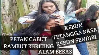 PETAN CABUT RAMBUT KERITING SUASANA ALAM||DI KEBUN TETANGGA RASA PUNYA SENDIRI 🤭