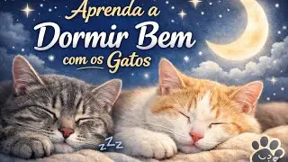 O Que os Gatos Nos Ensinam Sobre Dormir Bem #gatos