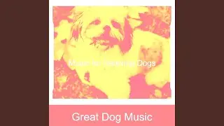 Playful Dog Walking