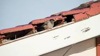Bird Removal and Pest Bird Deterrence