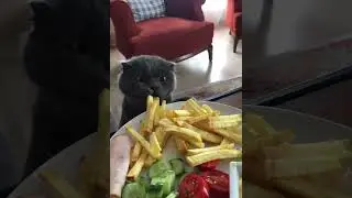 Cat Wants To Eat Fries | Cat Videos | Cutest Cat On Internet | #shorts | #ytshorts | Paws and Fur |