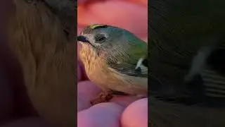 🐦que significa SO&Ntilde;AR que ATRAPAS un PAJARO🐦 #suenoreparador #curiosidades